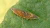 Dichrorampha vancouverana